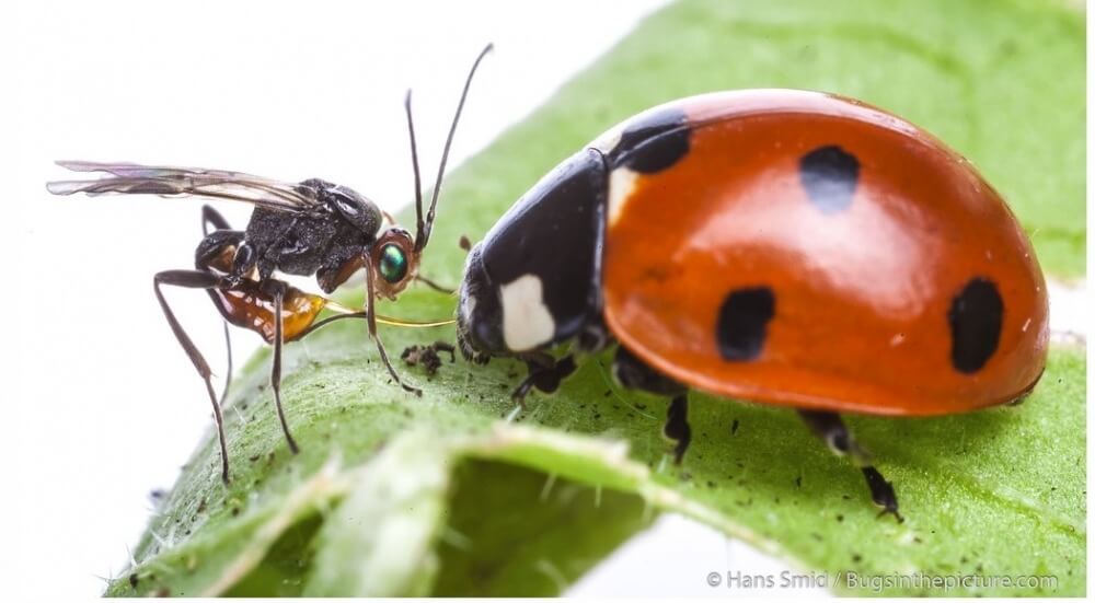 Mathematical Modelling of Biological Control Interaction to Support Agriculture and Conservation